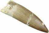 Fossil Plesiosaur (Zarafasaura) Tooth - Morocco #237587-1
